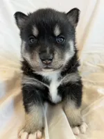 Pumpkin , a male Pomsky for sale in Sterling Heights, MI – Photo 4 of 5