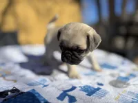 Dickie, a male Pug for sale in Salida, CO – Photo 4 of 10