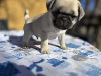 Dickie, a male Pug for sale in Salida, CO – Photo 9 of 10