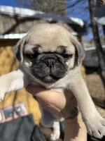 Dickie, a male Pug for sale in Salida, CO – Photo 2 of 10