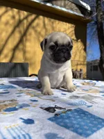 Dickie, a male Pug for sale in Salida, CO – Photo 1 of 10