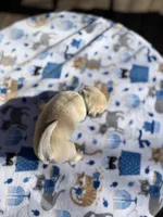 Dickie, a male Pug for sale in Salida, CO – Photo 10 of 10