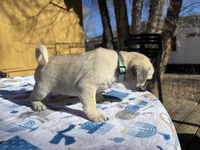 Dickie, a male Pug for sale in Salida, CO – Photo 7 of 10