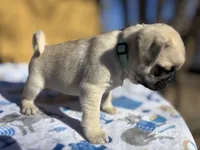 Dickie, a male Pug for sale in Salida, CO – Photo 5 of 10