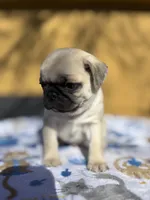 Dickie, a male Pug for sale in Salida, CO – Photo 8 of 10