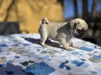 Dickie, a male Pug for sale in Salida, CO – Photo 6 of 10