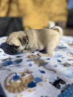 Dickie, a male Pug for sale in Salida, CO – Photo 3 of 10