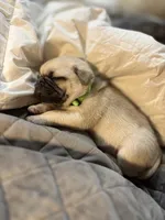 processed/722d60dc-bf92-4c6a-adff-978216c89a55/listing/9ea0d6f8-ae4b-4c1d-8193-c91ecd3e1905/4f38bccc-d363-4ceb-9b66-b94b505c58ad