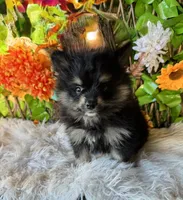 Neko, a male Pomsky for sale in Deland, FL – 5 of 6