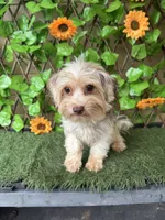 Chocolate Tri Mikey , a male Yorkshire Terrier for sale in Deland, FL – 2 of 3