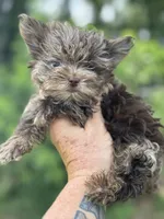 Merlita , a female Yorkshire Terrier for sale in Deland, FL – 3 of 7