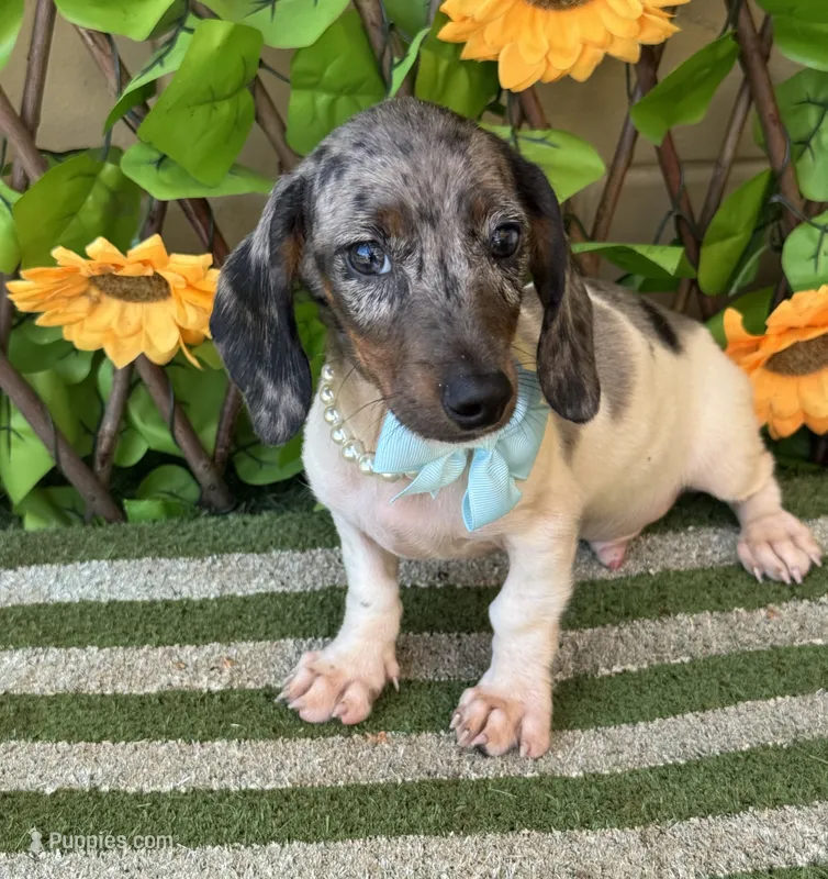 Bam Bam  – Miniature Dachshund puppy for sale in Deland, FL