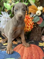 Blaze, a male Doberman Pinscher for sale in Deland, FL – 3 of 4