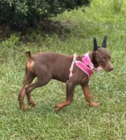 Tanga, a female Doberman Pinscher for sale in Deland, FL – Photo 2 of 7