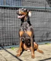 Tanga, a female Doberman Pinscher for sale in Deland, FL – Photo 7 of 7