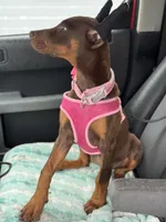 Tanga, a female Doberman Pinscher for sale in Deland, FL – Photo 5 of 7