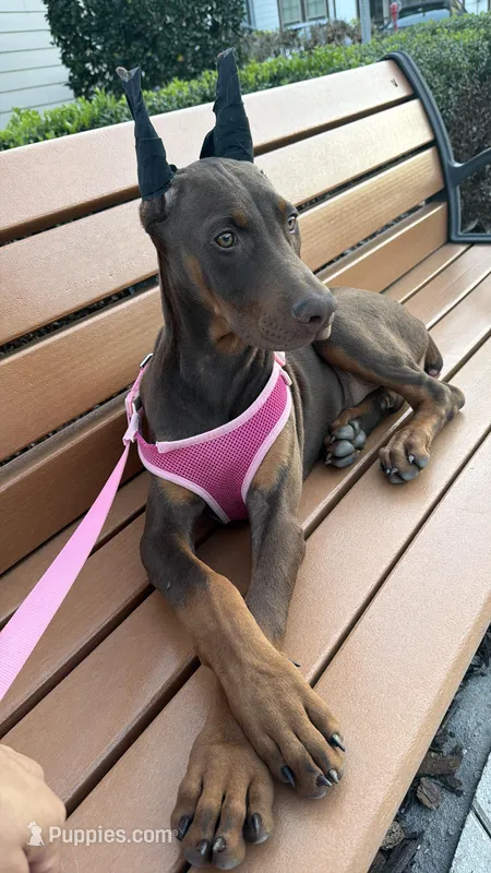 Tanga – Doberman Pinscher puppy for sale in Deland, FL