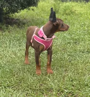 Tanga, a female Doberman Pinscher for sale in Deland, FL – Photo 3 of 7