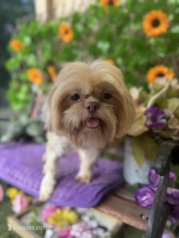 Nemo – Shih Tzu puppy for sale in Deland, FL