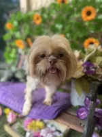 Nemo, a male Shih Tzu for sale in Deland, FL – 1 of 5