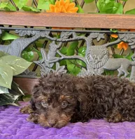 Teddy Grams , a male Poodle - Toy  and Miniature Bernedoodle for sale in Deland, FL – 8 of 8