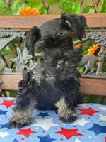 Baby Bella , a female Miniature Schnauzer for sale in Deland, FL – 1 of 5