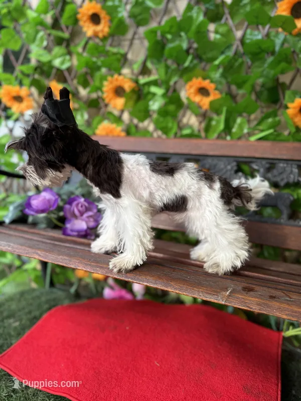 Petey  – Yorkshire Terrier puppy for sale in Deland, FL