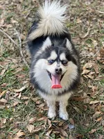 Pippen Toy size, a male Pomsky for sale in Deland, FL – 6 of 7