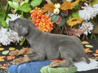 Boomer, a male Doberman Pinscher for sale in Deland, FL – 3 of 6