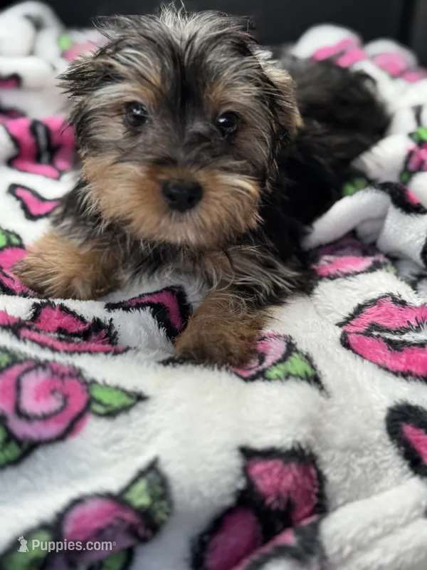 Harley  – Yorkshire Terrier puppy for sale in Deland, FL