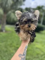 Blaze , a male Yorkshire Terrier for sale in Deland, FL – 3 of 7