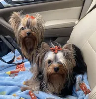 Blaze Tea Cup , a male Yorkshire Terrier for sale in Deland, FL – 8 of 10