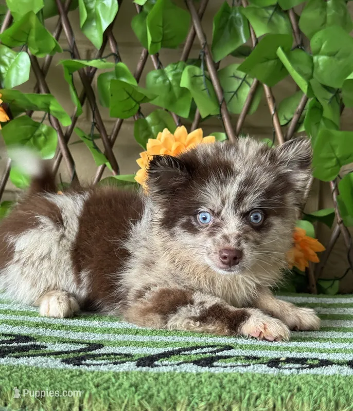 Pippen – Pomsky puppy for sale in Deland, FL