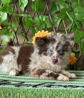 Pippen, a male Pomsky for sale in Deland, FL – 1 of 4