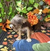 Baby Tina , a female Yorkshire Terrier for sale in Deland, FL – 7 of 8