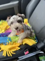 Tia, a female Miniature Schnauzer for sale in Deland, FL – 5 of 7