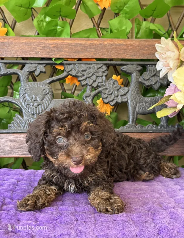 Teddy Grams  – Poodle - Toy , Miniature Bernedoodle puppy for sale in Deland, FL