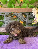 Teddy Grams , a male Poodle - Toy  and Miniature Bernedoodle for sale in Deland, FL – 1 of 8