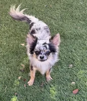 Perfect Priscilla, a female Chihuahua for sale in Deland, FL – Photo 2 of 3