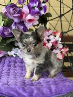 Perfect Priscilla, a female Chihuahua for sale in Deland, FL – Photo 3 of 3