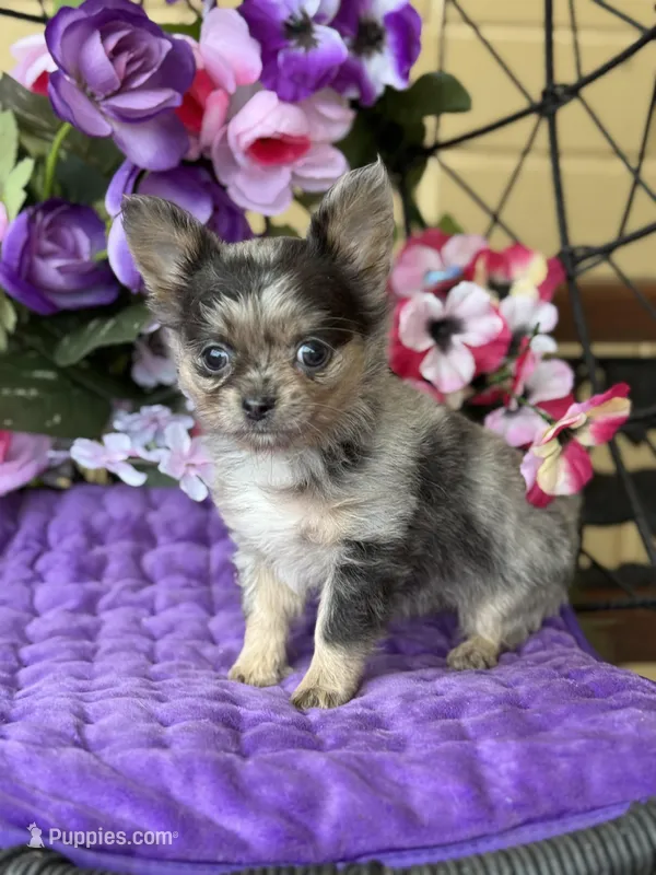 Perfect Priscilla – Chihuahua puppy for sale in Deland, FL