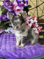 Perfect Priscilla, a female Chihuahua for sale in Deland, FL – Photo 1 of 3