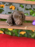 Dark Chocolate Princess , a female Miniature Dachshund for sale in Deland, FL – 3 of 4