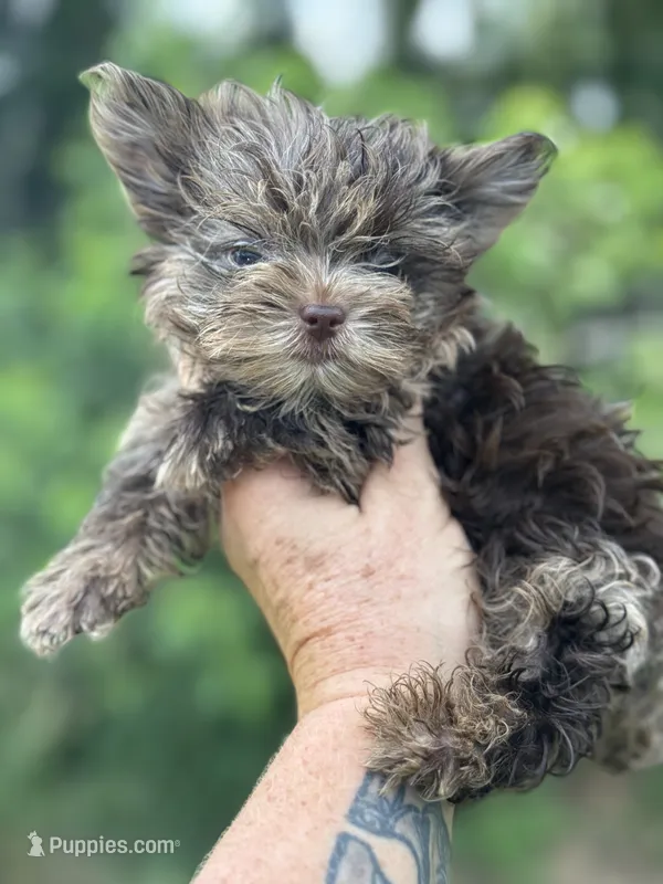 Merlita  – Yorkshire Terrier puppy for sale in Deland, FL
