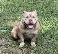 Bella , a female American Bully for sale in Deland, FL – Photo 3 of 5