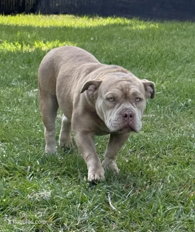 Bella  – American Bully puppy for sale in Deland, FL
