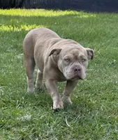 Bella , a female American Bully for sale in Deland, FL – Photo 1 of 5