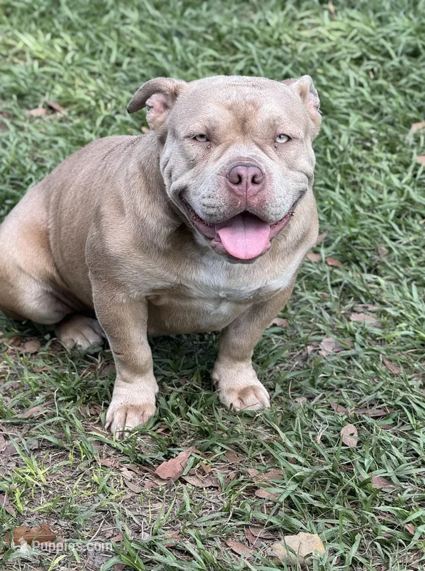 Bella  – American Bully puppy for sale in Deland, FL