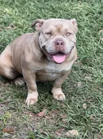 Bella , a female American Bully for sale in Deland, FL – Photo 4 of 5