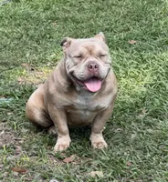 Bella , a female American Bully for sale in Deland, FL – Photo 2 of 5